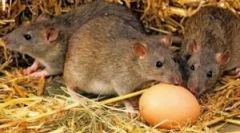 Cum să scapi de rozătoare în coș de pui